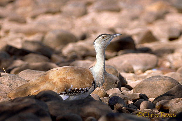 Australian Bustard
