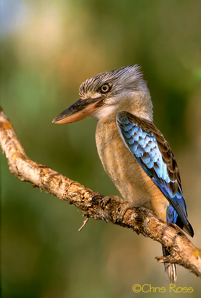 Blue Winged Kookaburra
