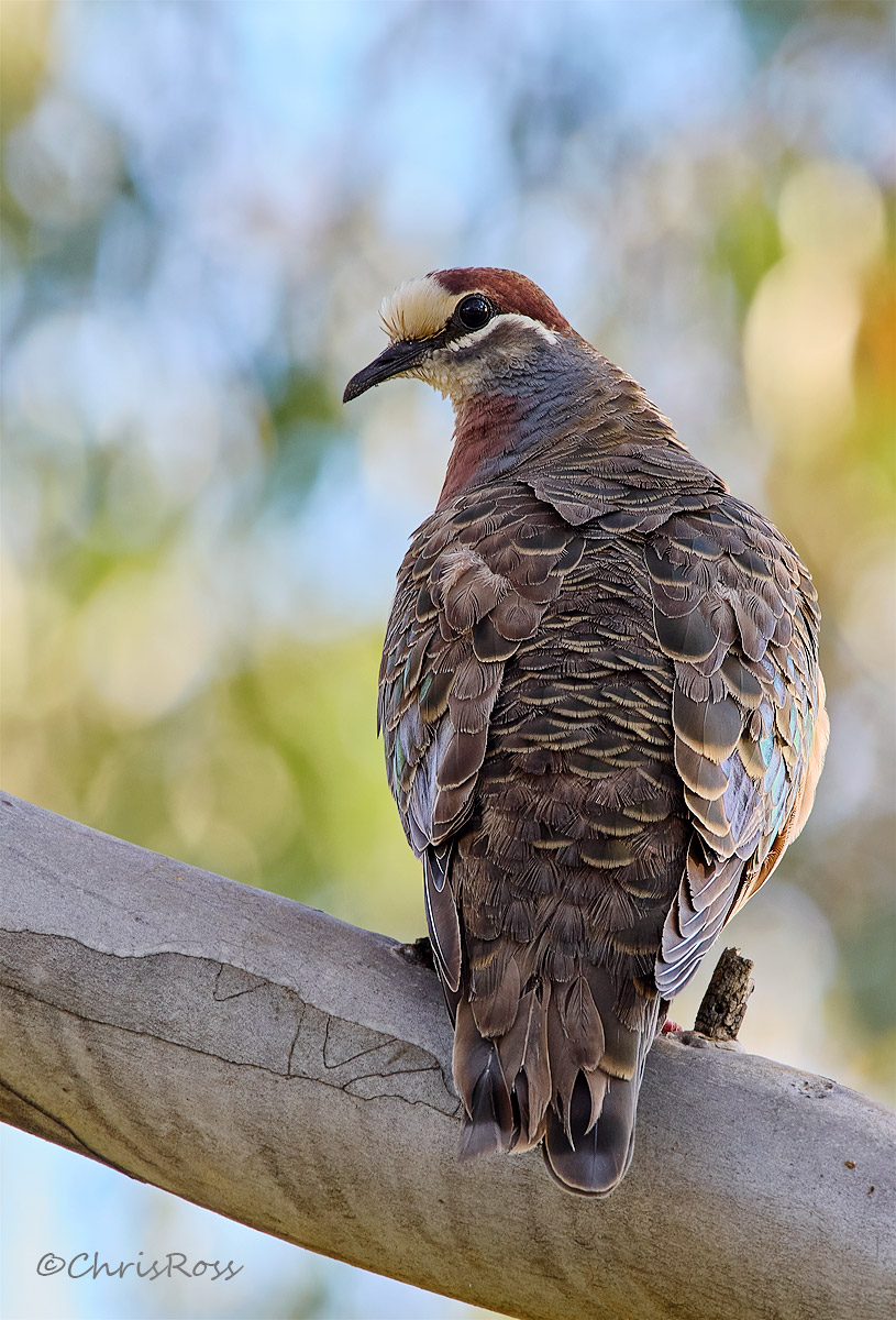 Common bronzewing