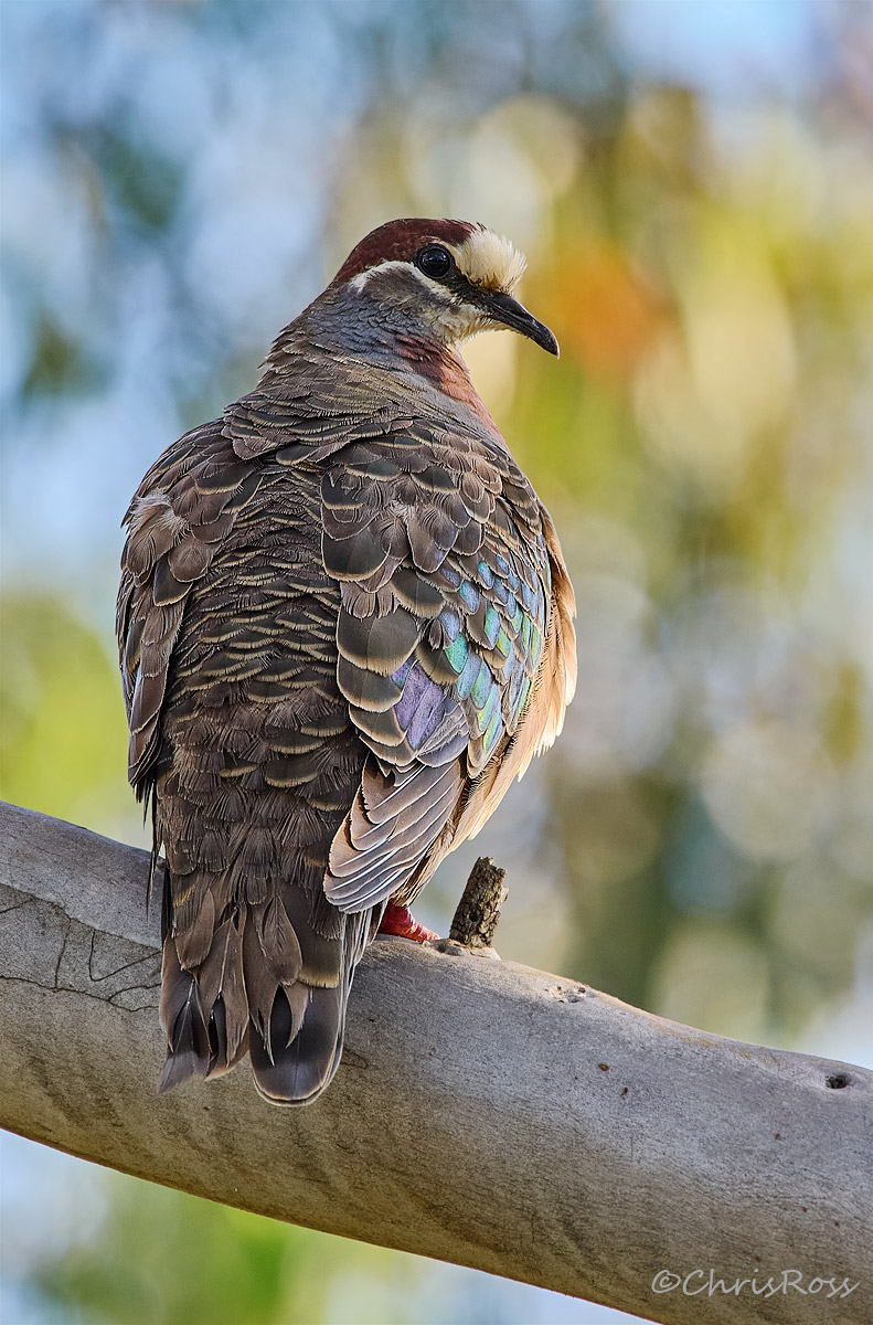 Common bronzewing 2