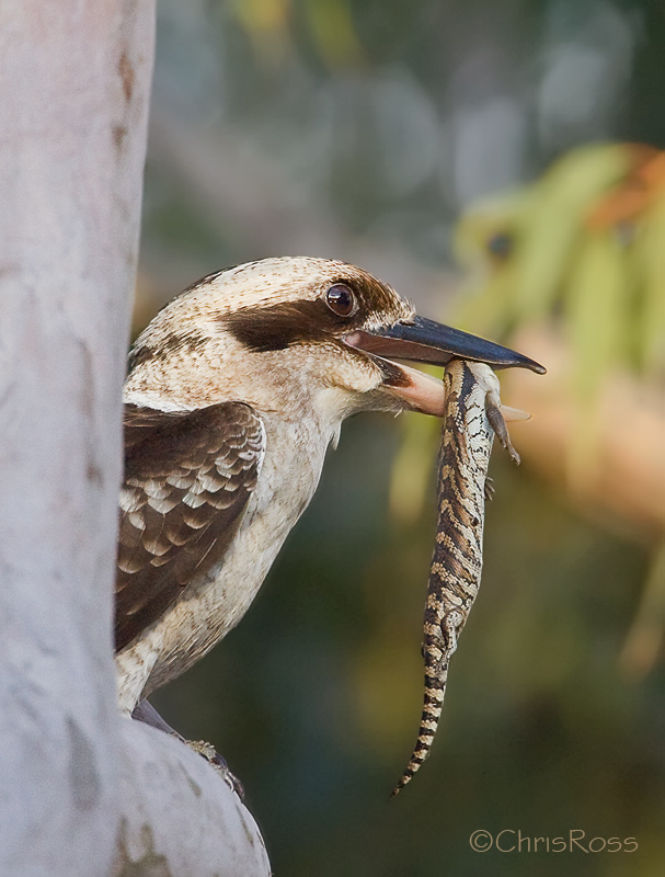 Kookaburra with Prey
