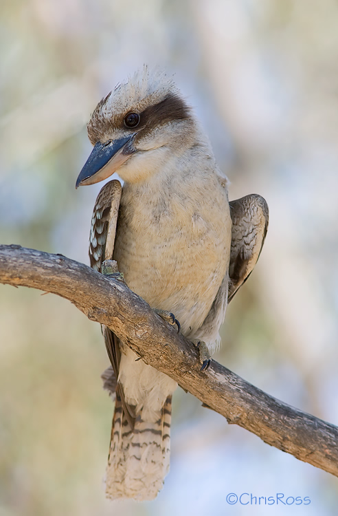 Laughing Kookaburra 2