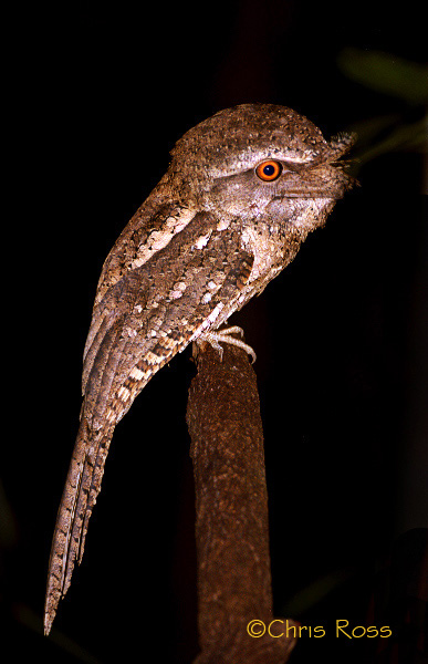 Marbled Frogmouth
