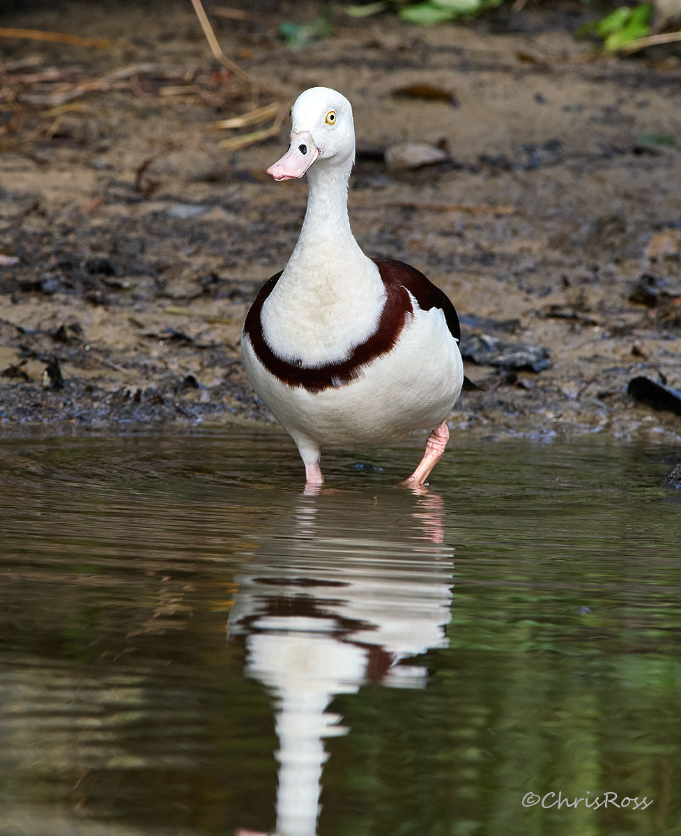 Radjah Shelduck