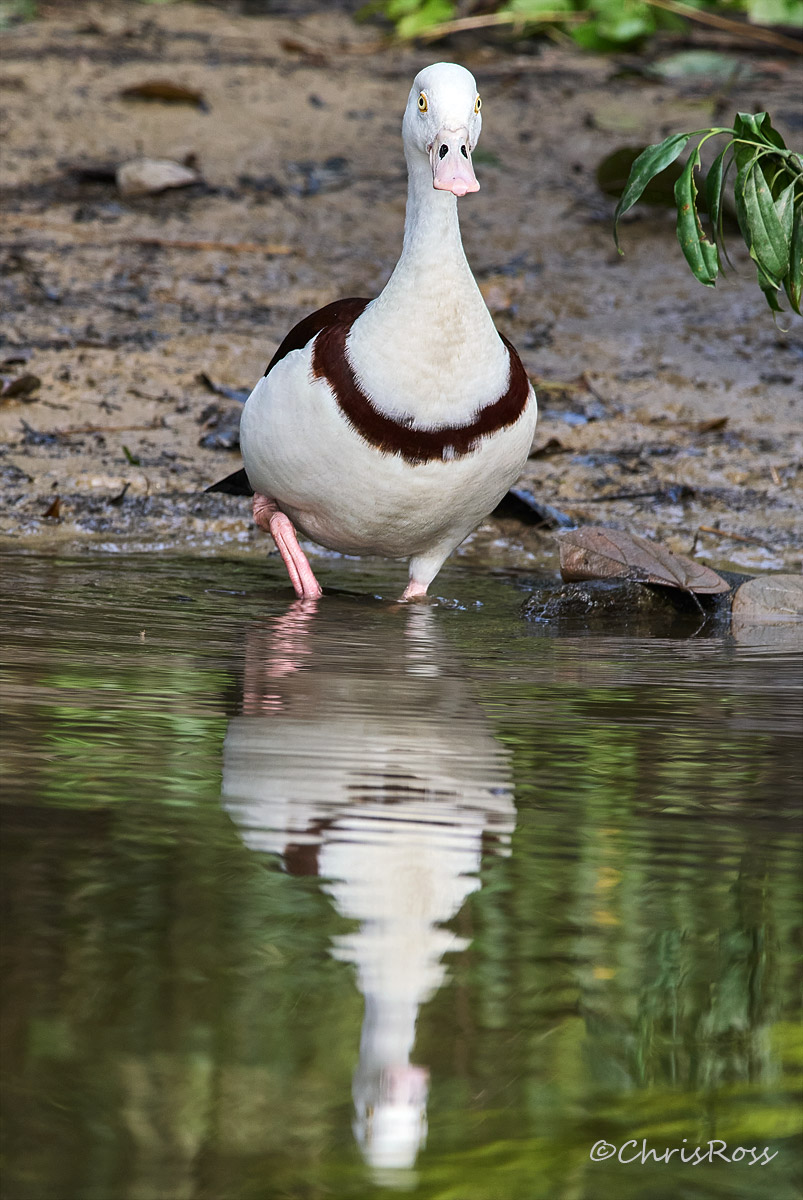 Radjah Shelduck 2