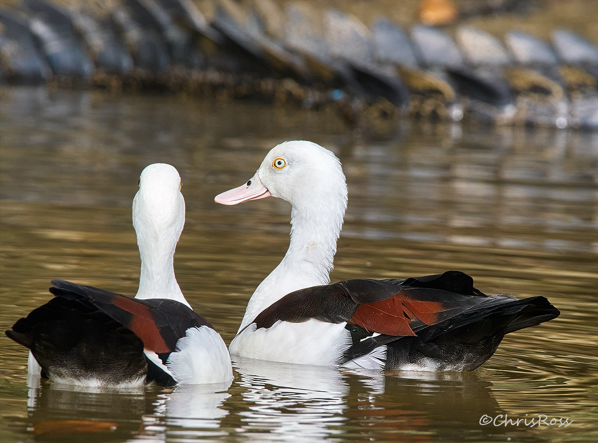 Radjah Shelduck 3