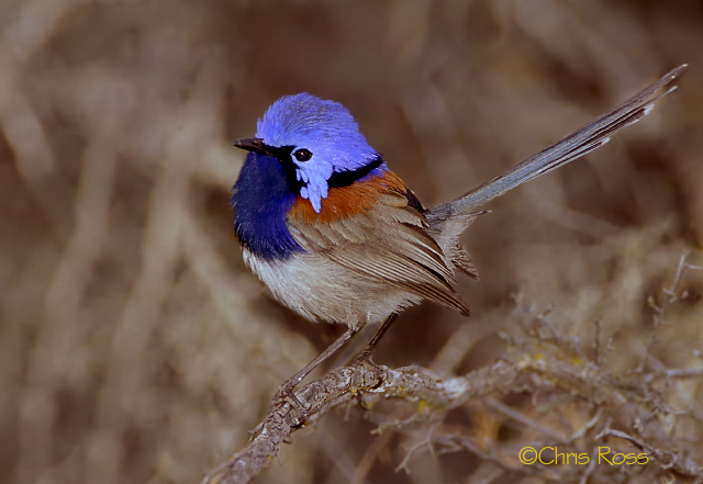 Blue Breasted Fairy Wren 2