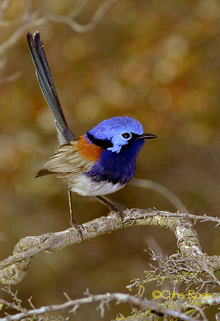 Blue Breasted Fairy Wren