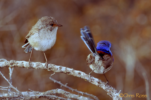 Blue Breasted Fairy Wrens