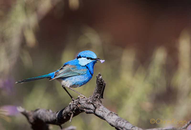 Courting Splendid Fairy Wren