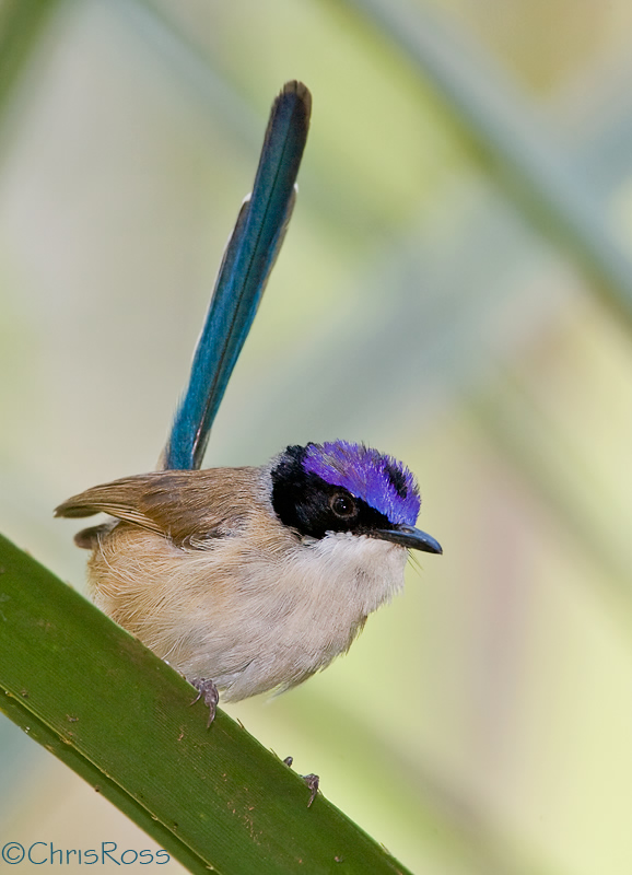 Purple Crowned Fairy Wren 6