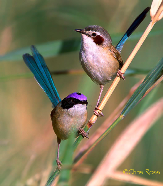 Purple-Crown-Fairy--Wren