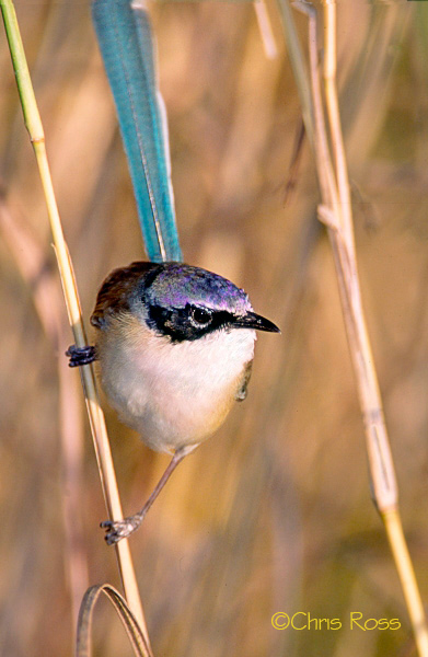 Purple-Crown-Fairy-Wren-2