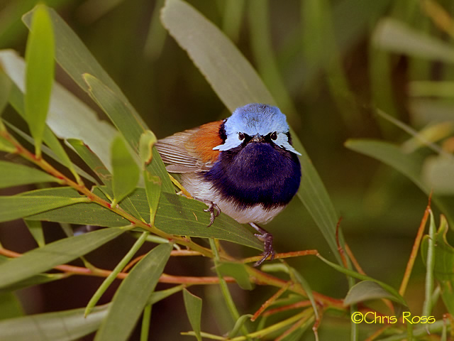 Red Winged Fairy Wren