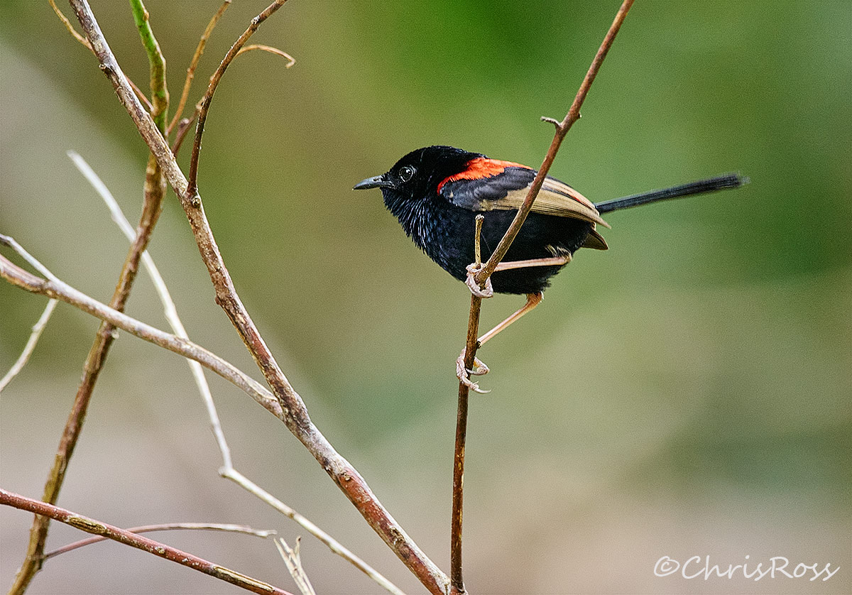 Red-Backed Fairy Wren