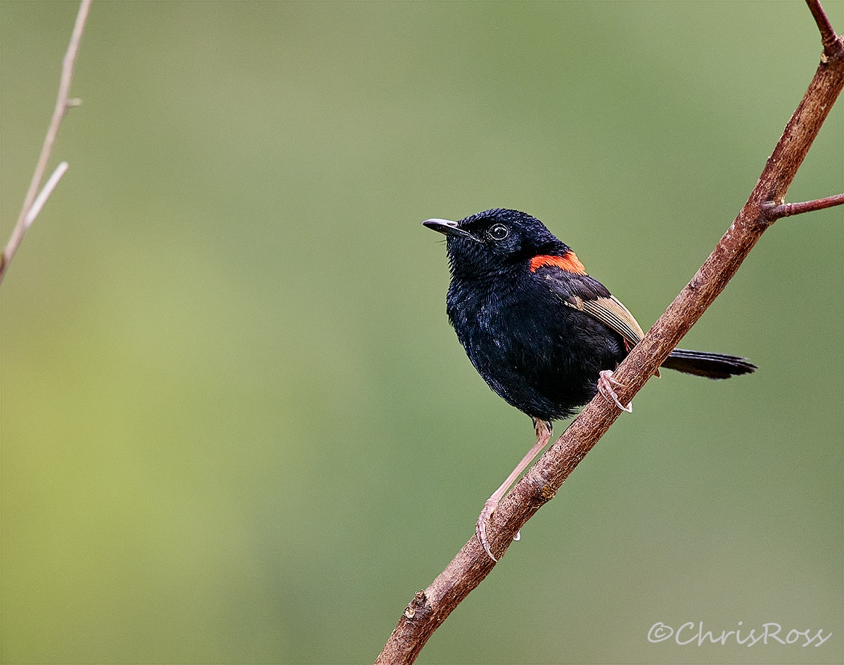 Red-Backed Fairy Wren 2