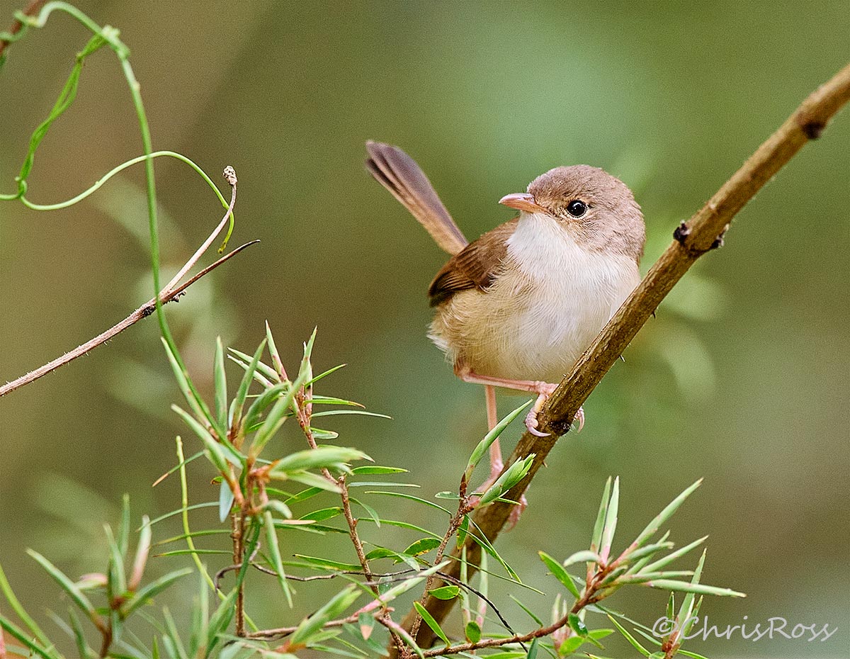 Red-Backed Fairy Wren 3