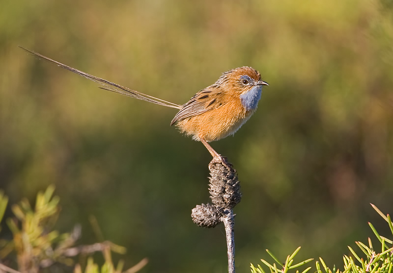 Southern Emu Wren 2