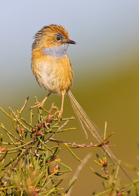 Southern Emu Wren 3