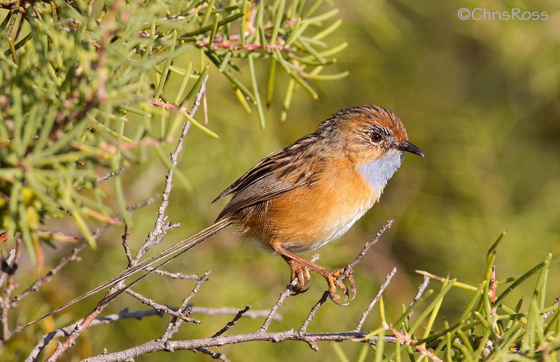 Southern Emu Wren 4