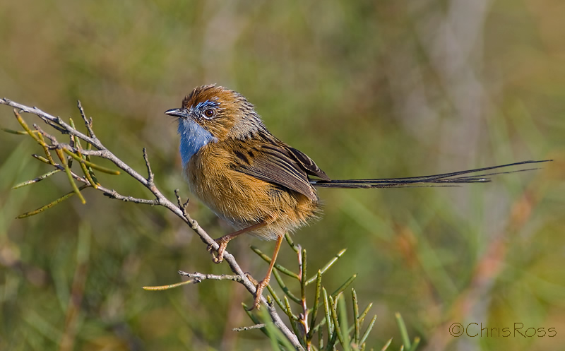 Southern Emu Wren