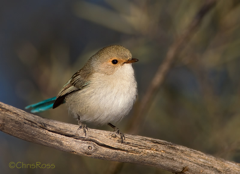 Splendid Fairy Wren 3