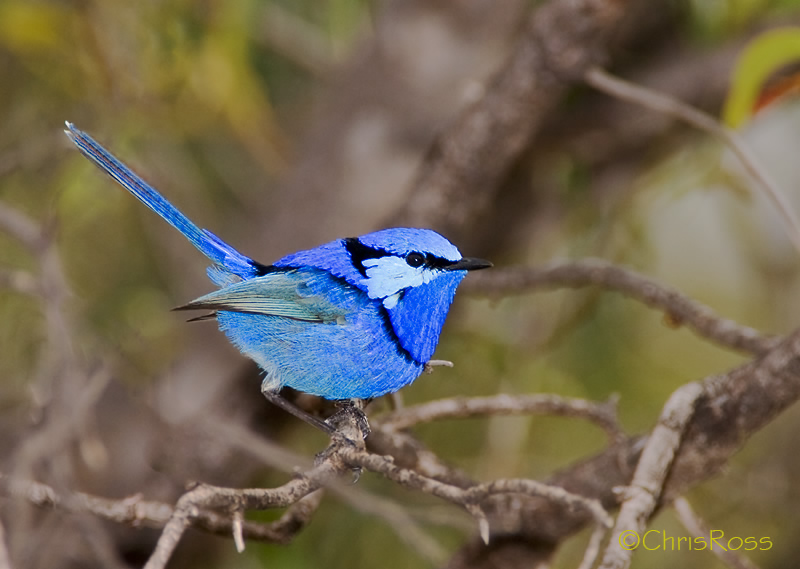 Splendid Fairy Wren 4