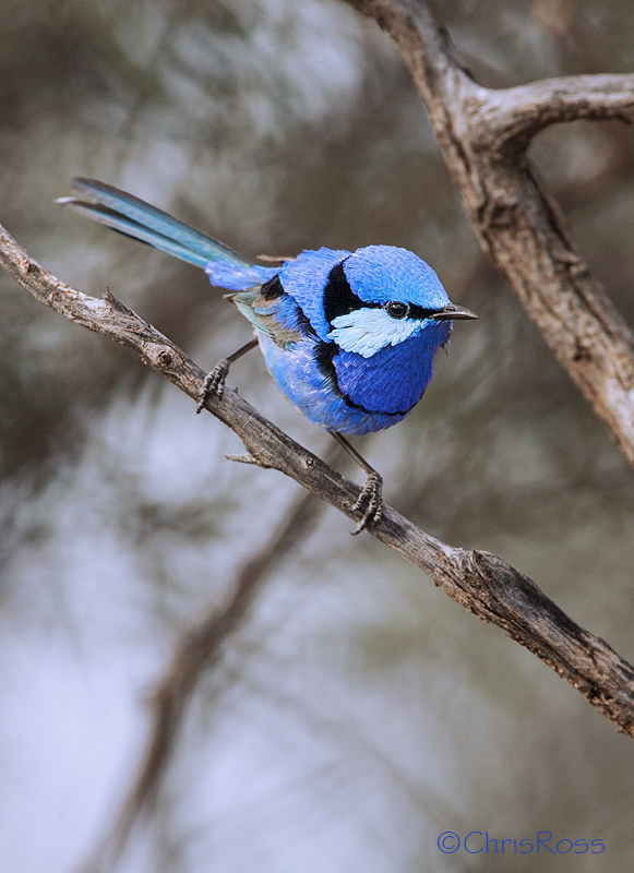 Splendid Fairy Wren 5