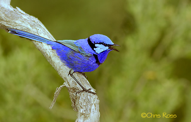 Splendid Fairy Wren