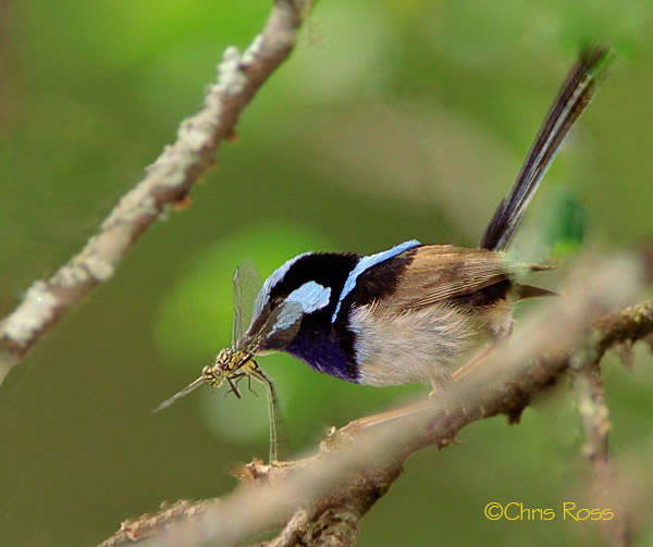 Superb Fairy Wren & prey