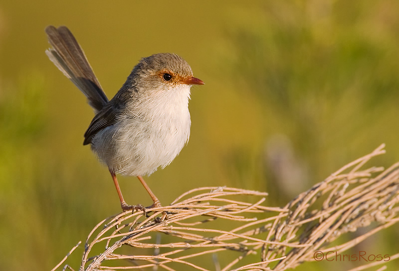 Superb Fairy Wren 10