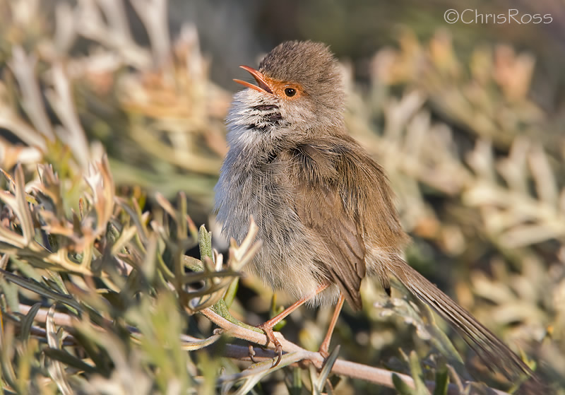 Superb Fairy Wren 11