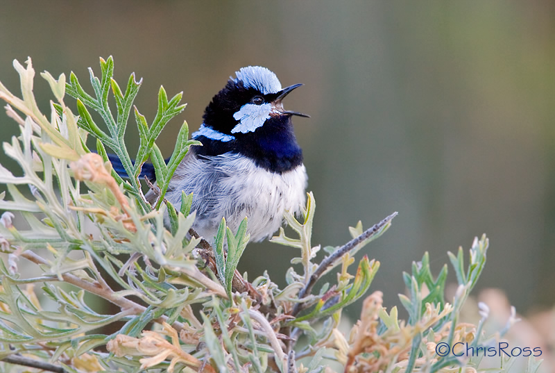 Superb Fairy Wren 12