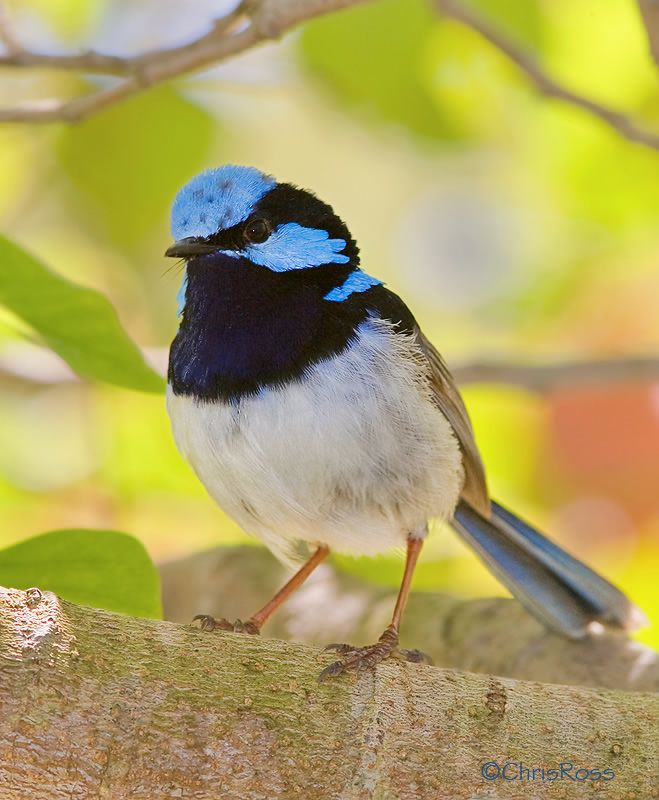 Superb Fairy Wren 6