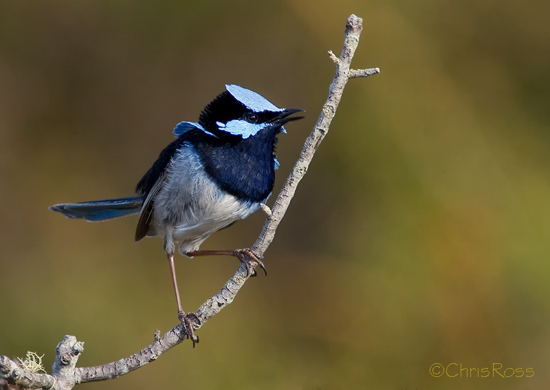 Superb Fairy Wren 7