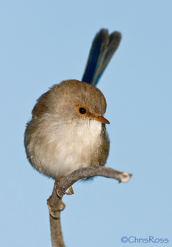 Superb Fairy Wren 9