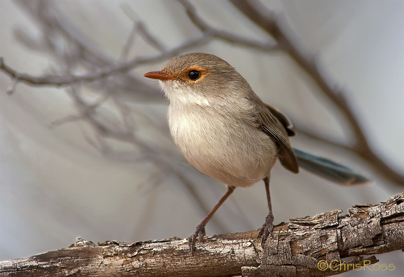 Varigated Fairy Wren