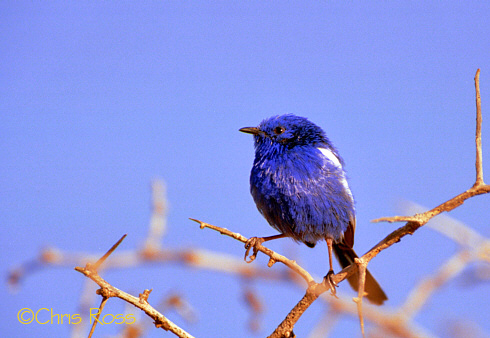 White Winged Fairy Wren