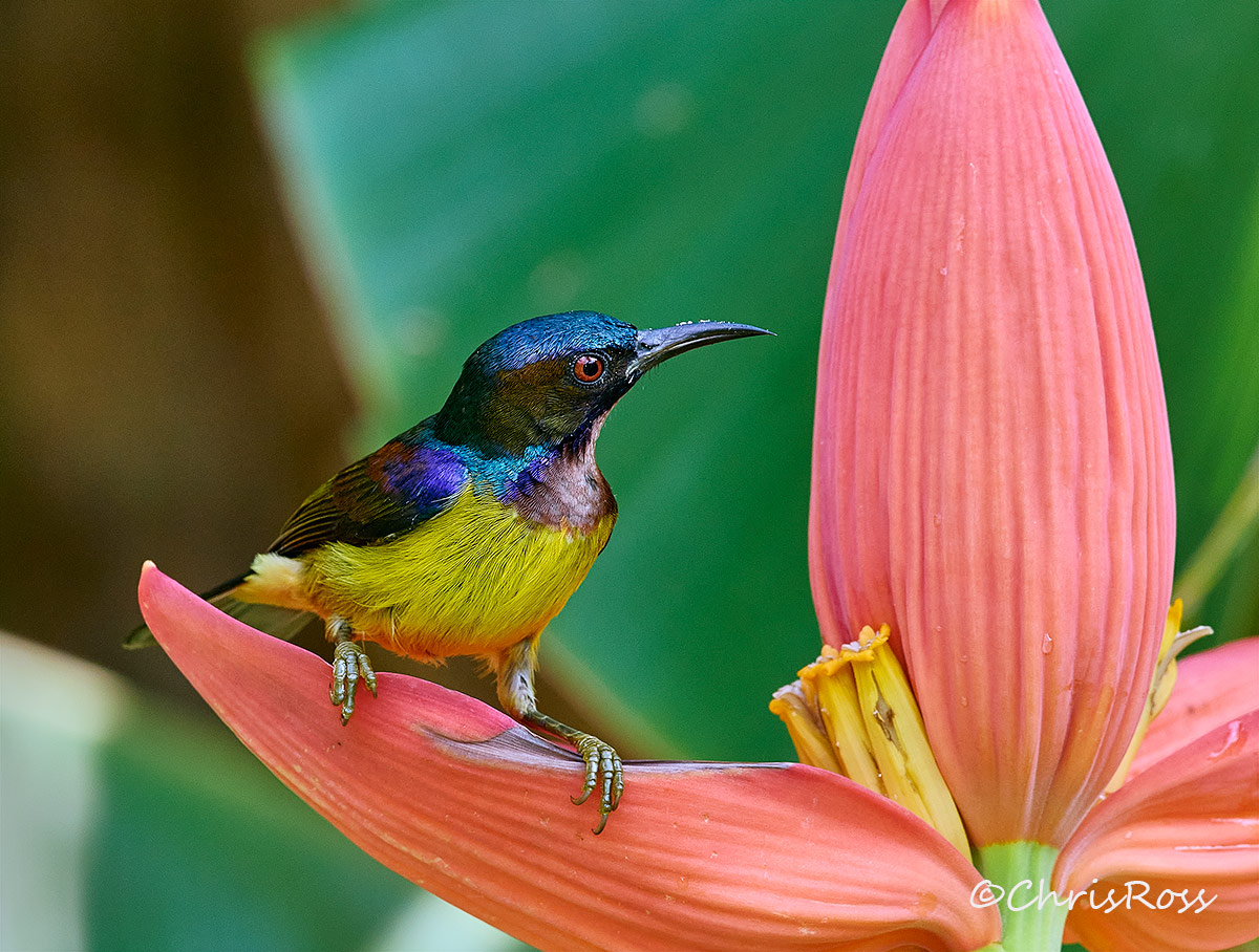 Brown Throated Sunbird 3