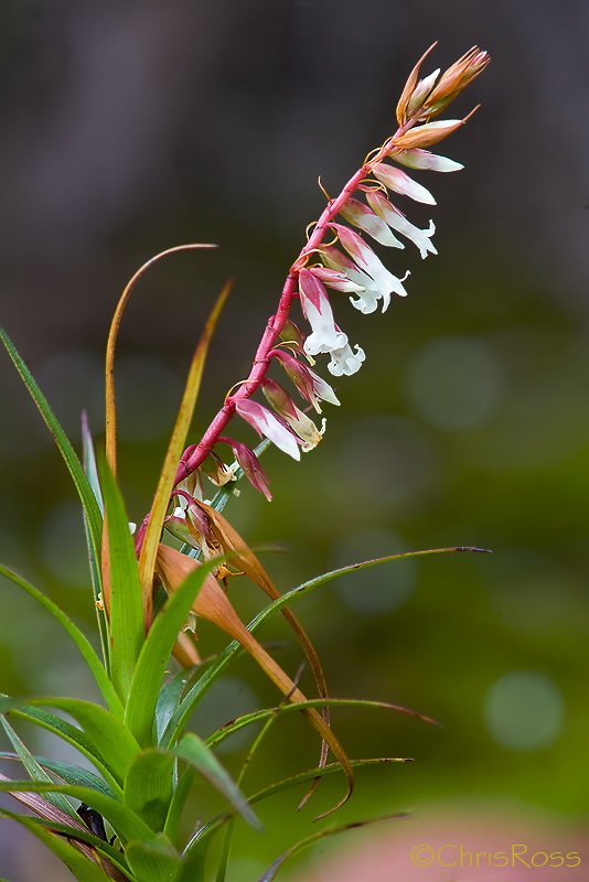 Dracophyllum Secundum