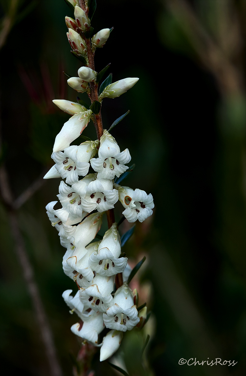 Epacris obtusifolia 2