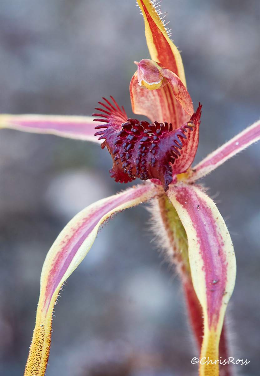 Reaching Spider Orchid 2