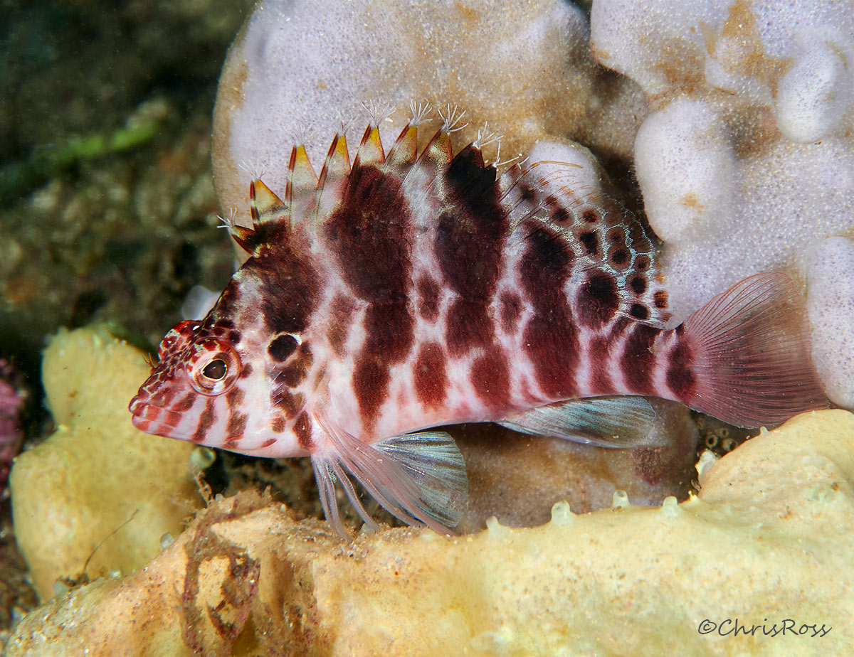 Blotched Hawkfish 6