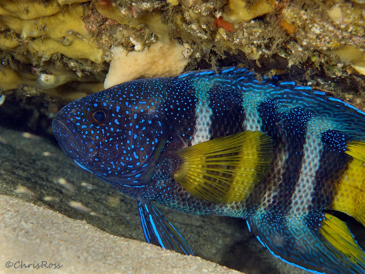 Eastern Blue DevilFish 6