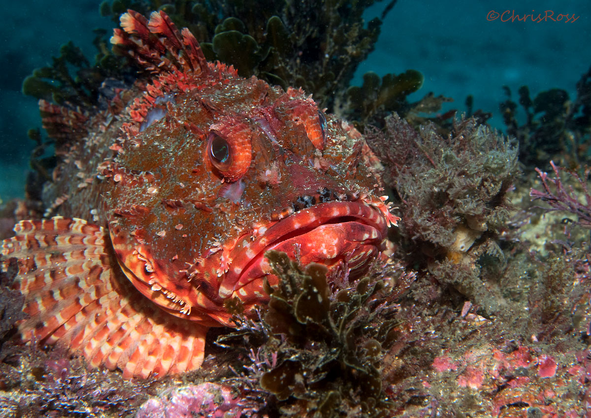 Eastern Red Scorpionfish