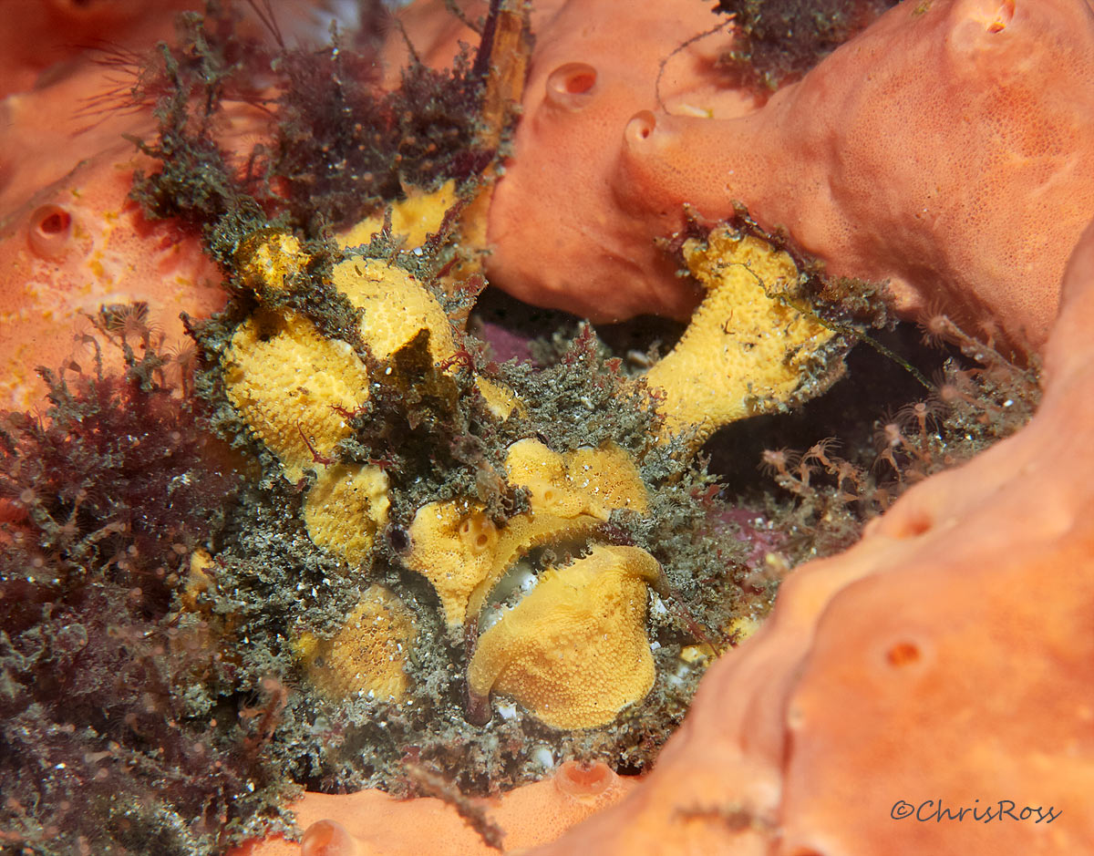 Red-Fingered-Anglerfish 10