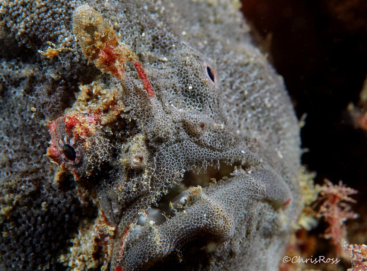 Red-Fingered-Anglerfish 15