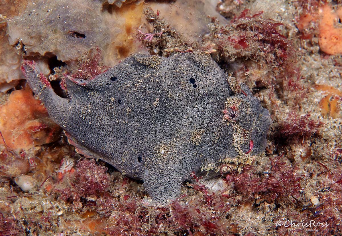 Red-Fingered-Anglerfish 17