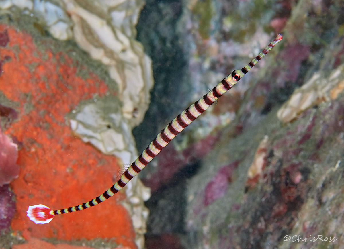 Banded Pipefish