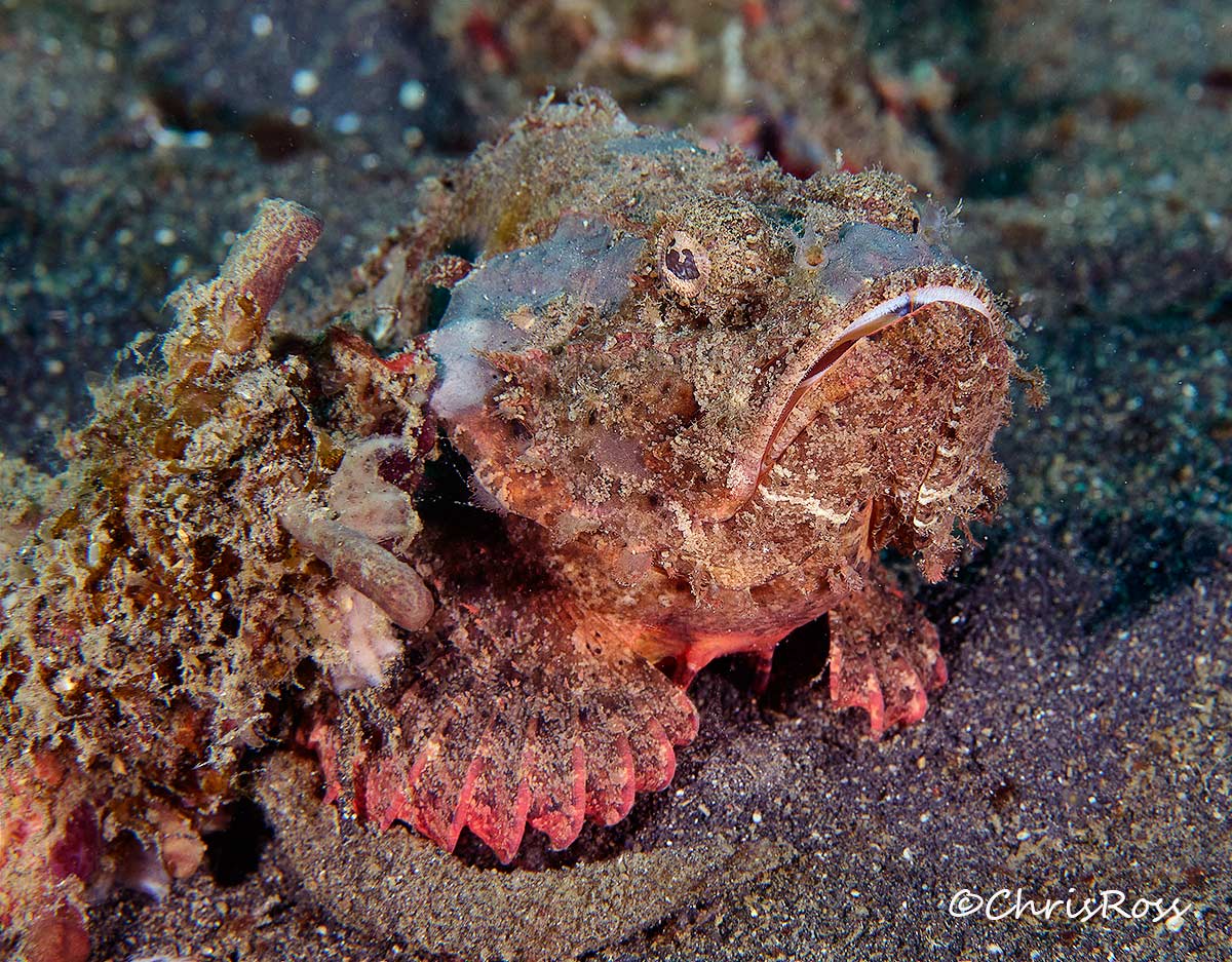 Devil Scorpionfish
